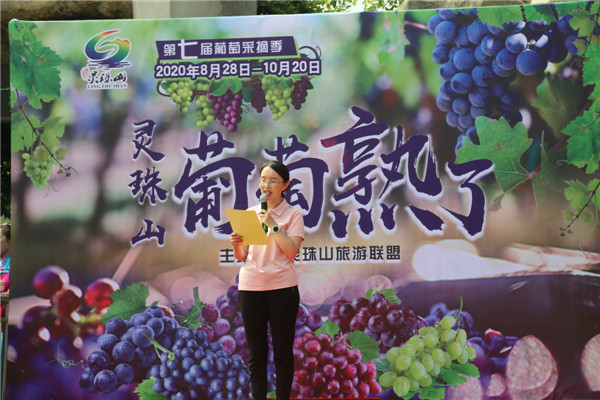 灵珠山的葡萄熟了！2020年第七届灵珠山葡萄采摘季正式启动