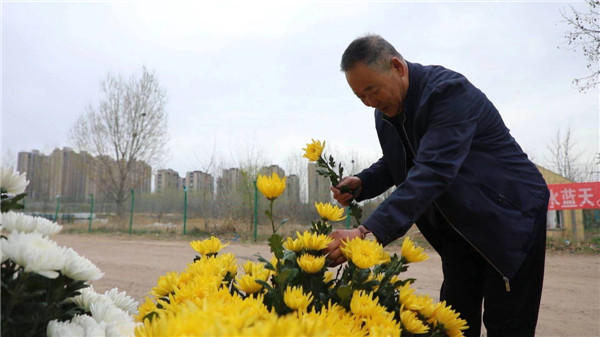 即墨区龙山街道：35000支鲜花助力清明更“清明”