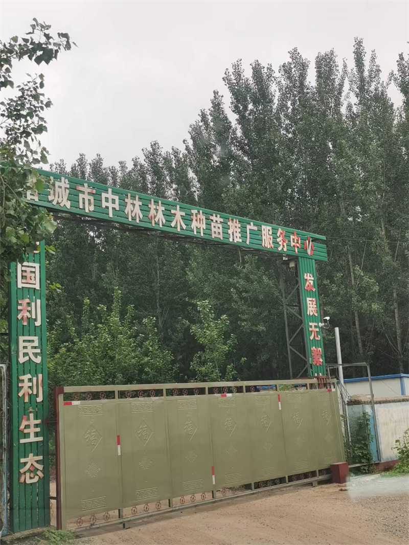 诸城市密州街道一苗圃内暗藏非法采砂点 村委“掩护”意欲何为