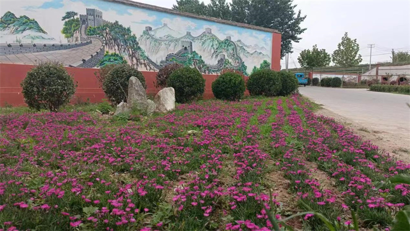 莱西南墅镇以美丽乡村建设为契机，推动城市更新走深走实