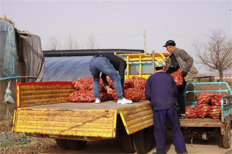 青岛莱西：沽河街道爱心企业倾情助农 “滞销菜”变“暖心菜”