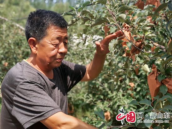 青岛胶州铺集“苹安果”成熟啦