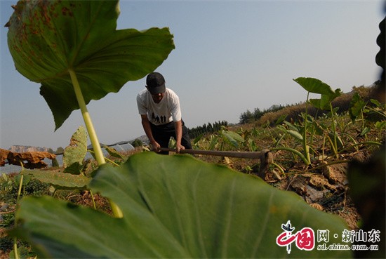 青岛即墨：小芋头大丰收，农民喜上眉梢