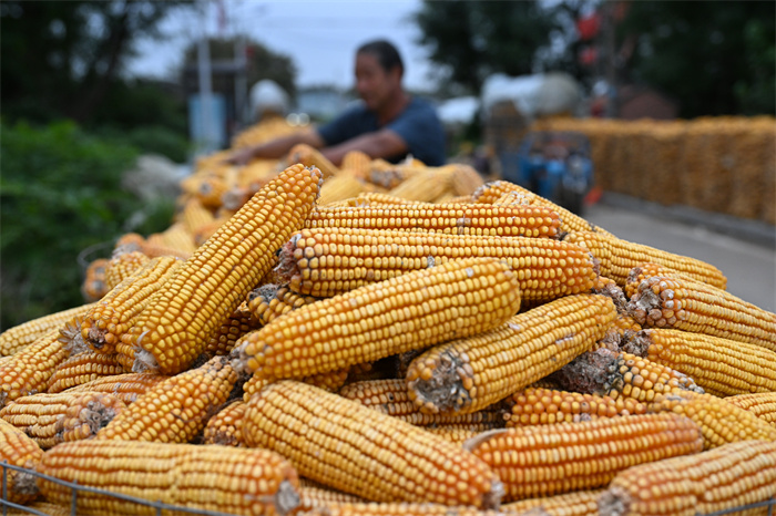 山东即墨：金秋好“丰”景